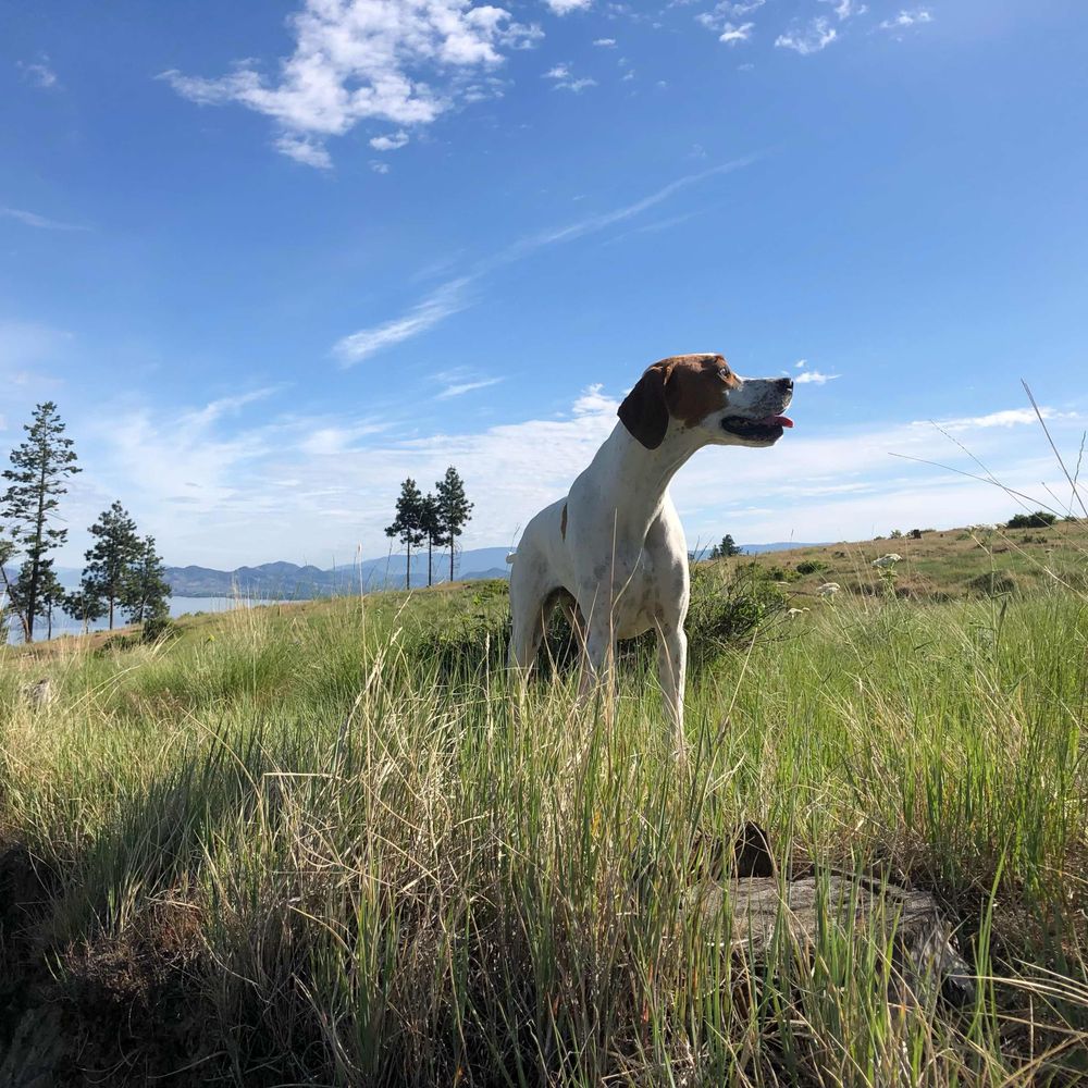 Pointer