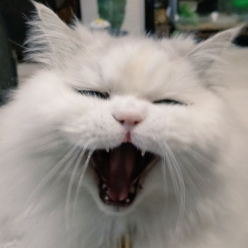 すずめ