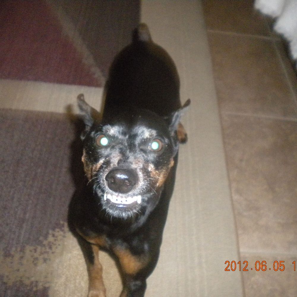 ourprezisapedo.bsky.social profile picture