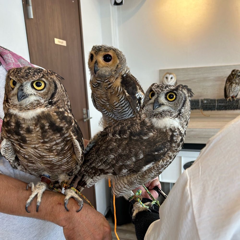 すえちゃんと可愛い🦉達🍀
