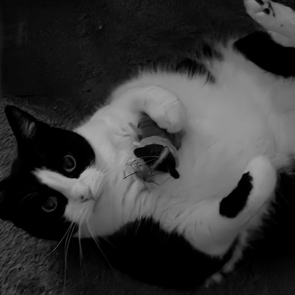 Joker Kitty