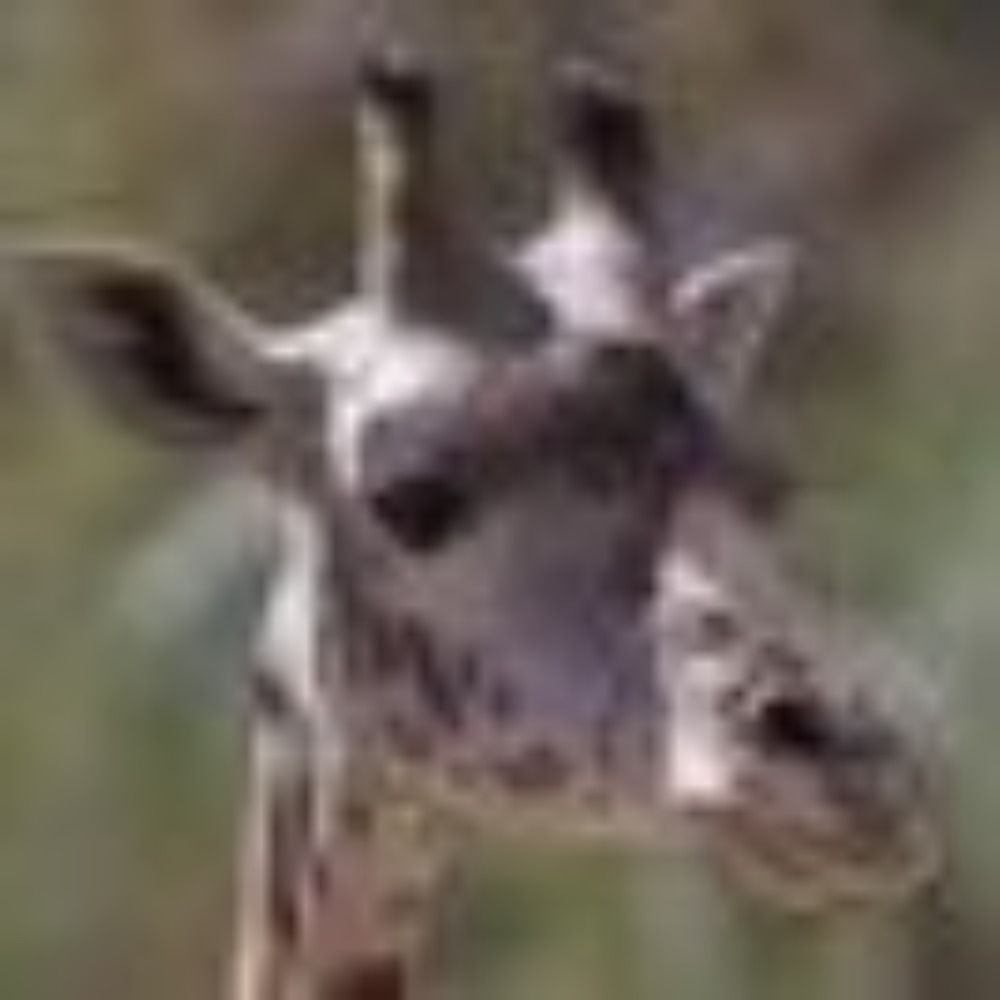 Hot Giraffe