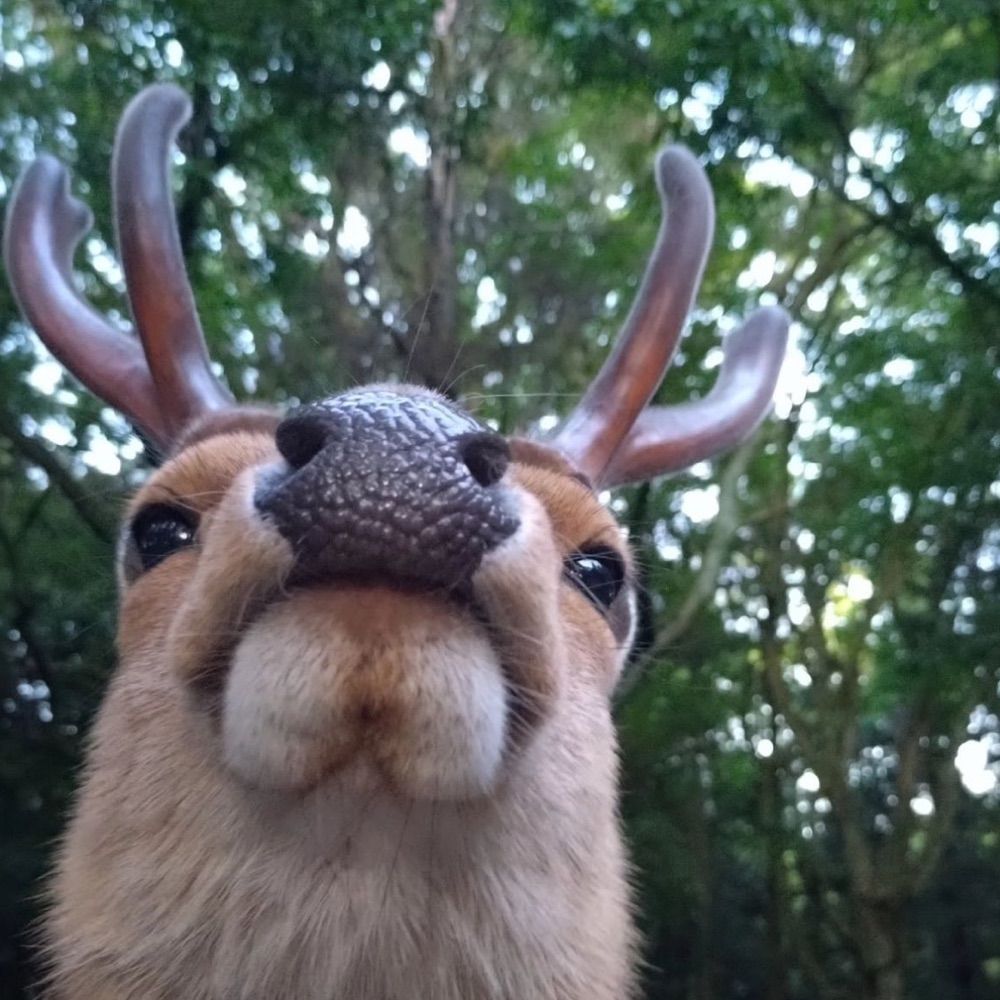 Alex 🦌