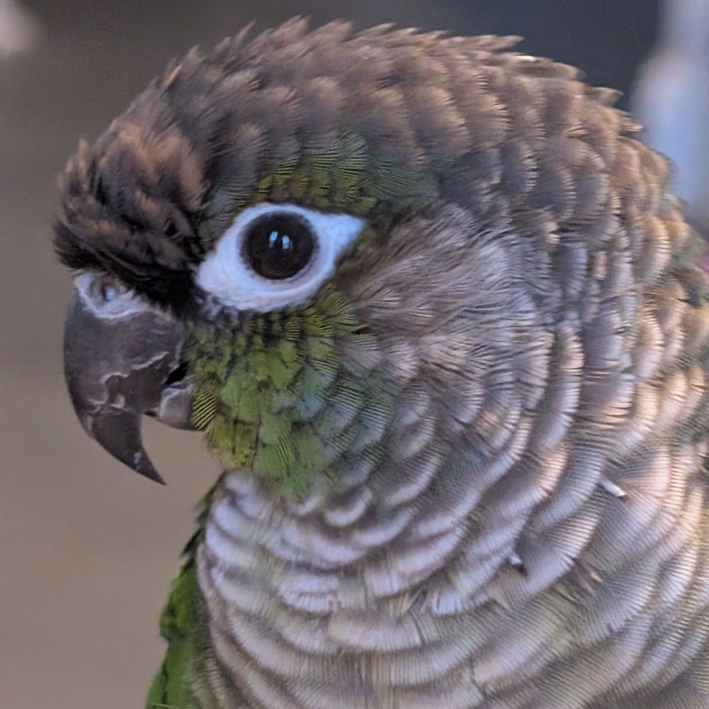 crimsonkestrel 