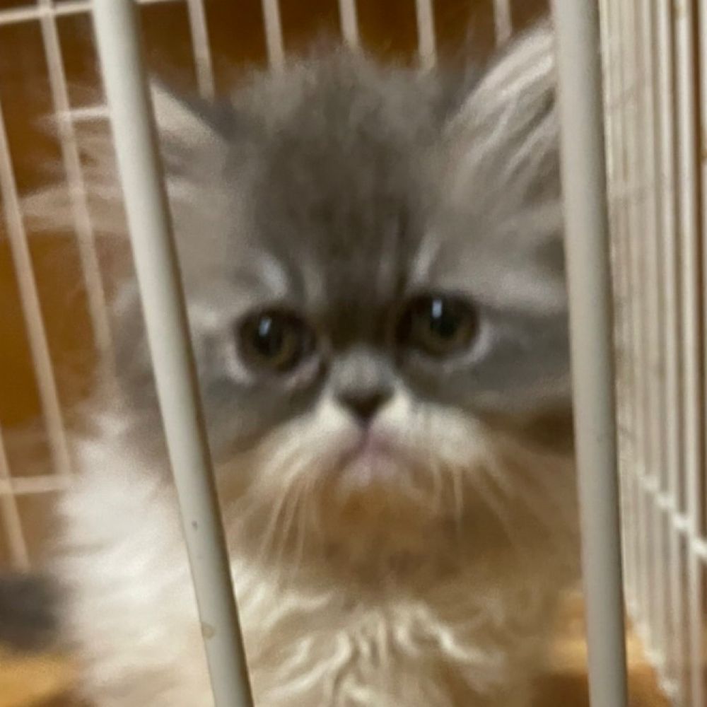 ぶっちー