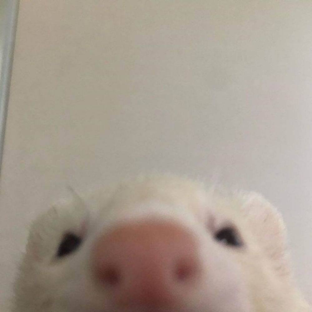 Zimbie