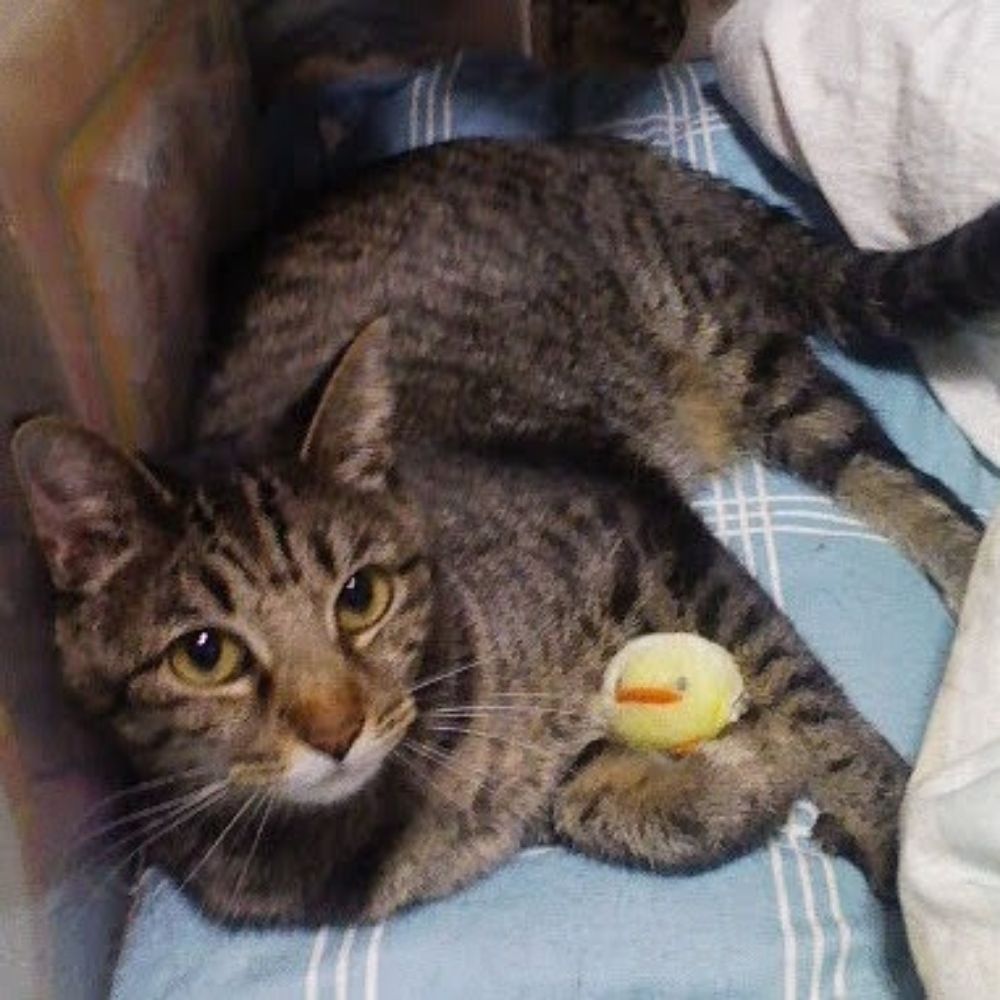 うち猫