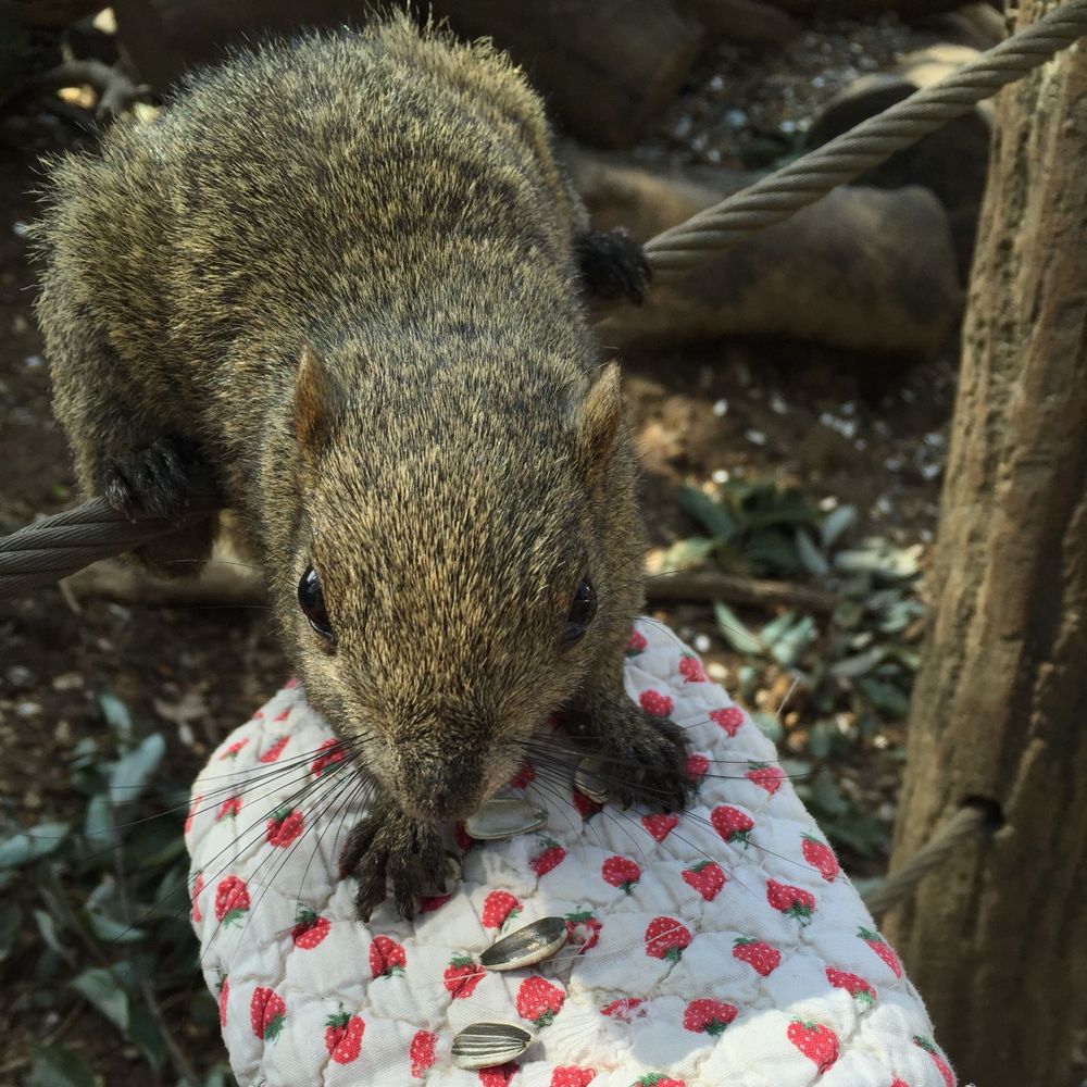 corimaru🐿️