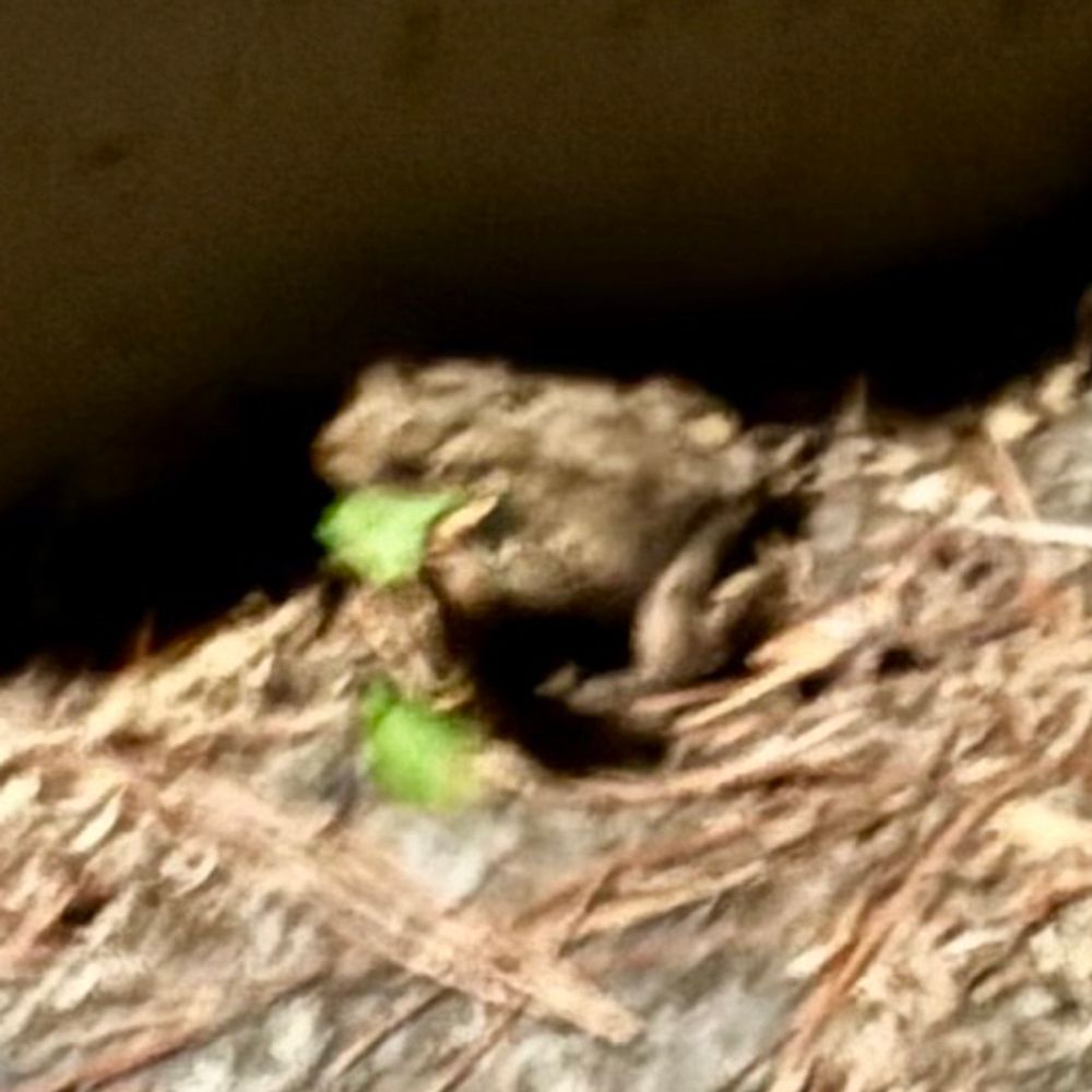 fruity-medley.bsky.social