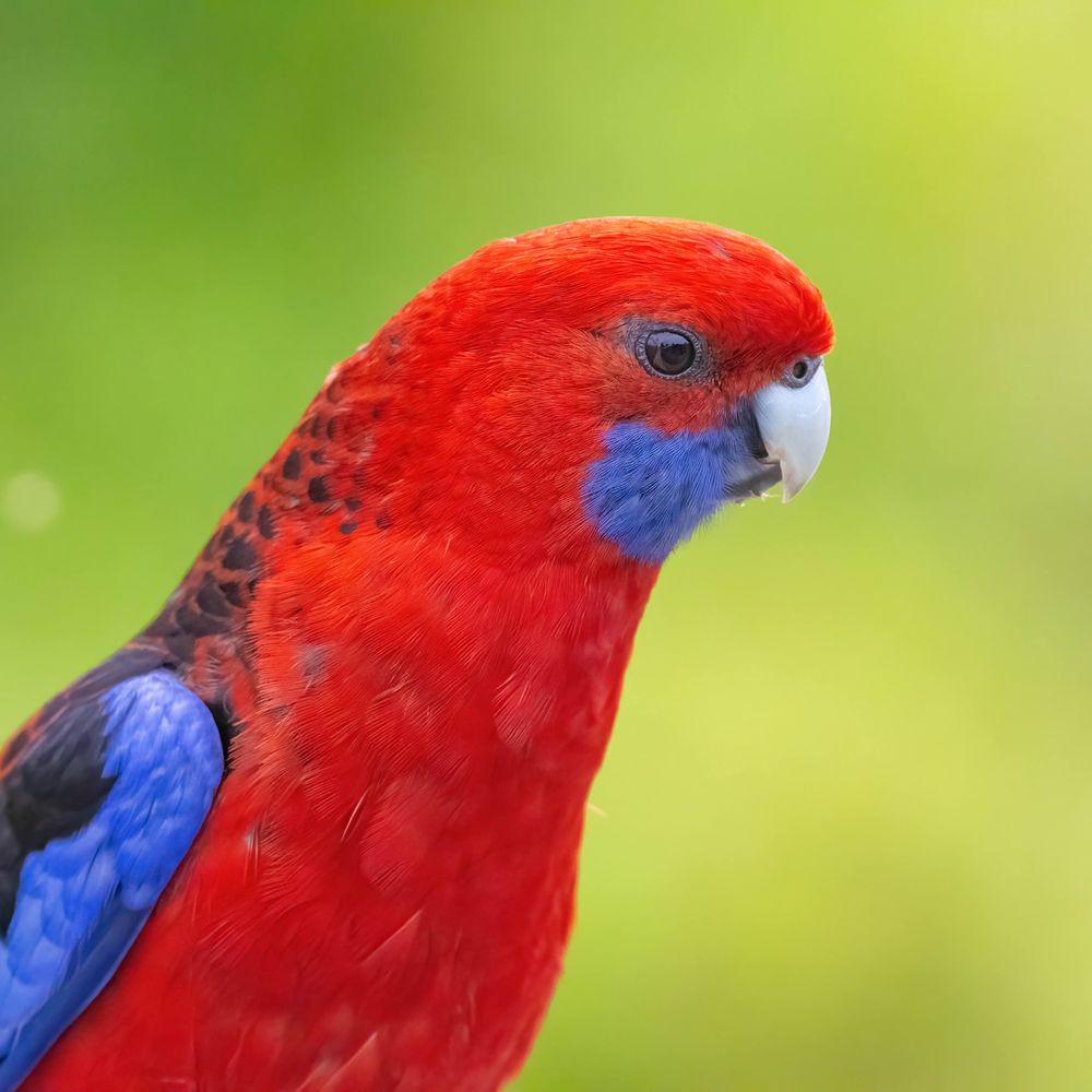BirdNotes