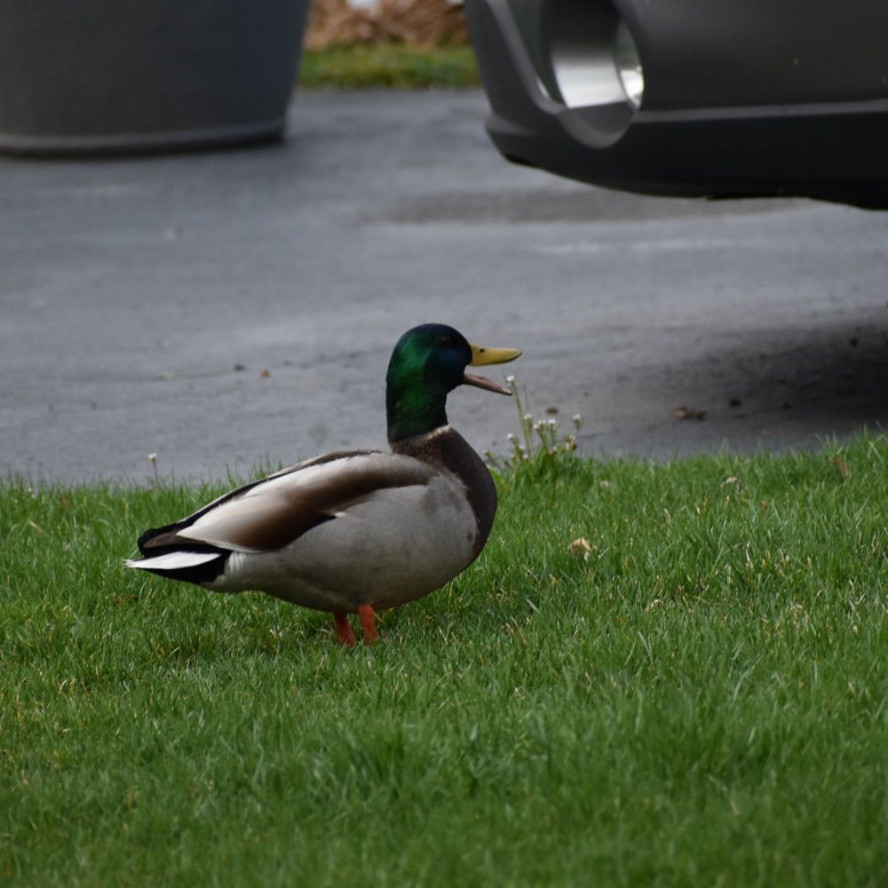 Duck