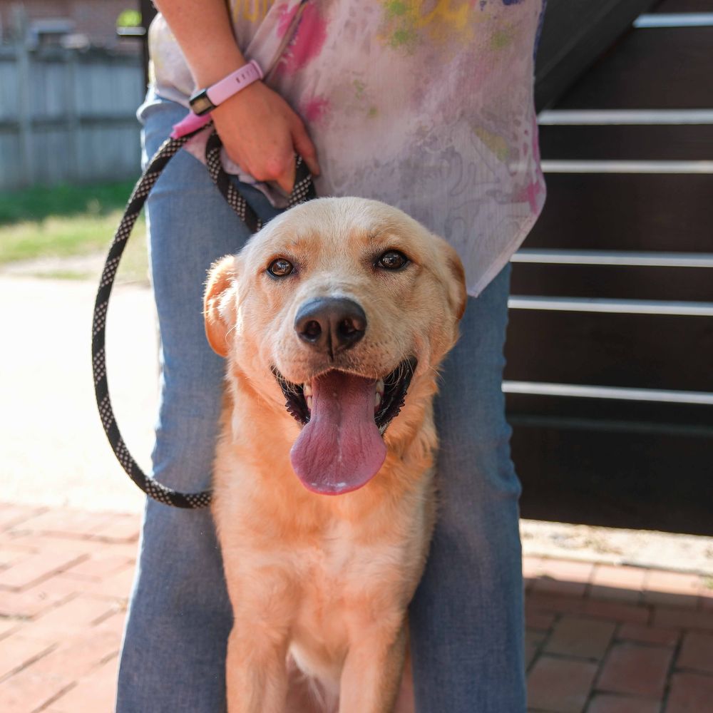 City Dogs & City Kitties Rescue