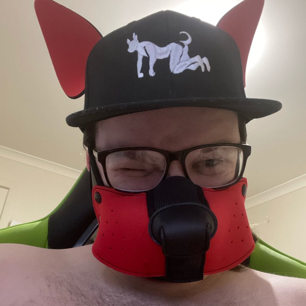 Nz Pup Tibbers