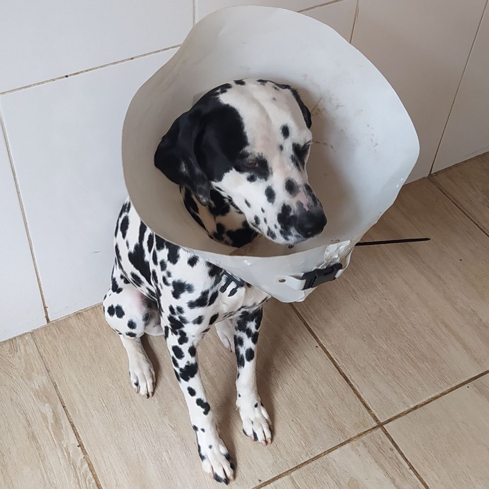 Cão-ótico On-line