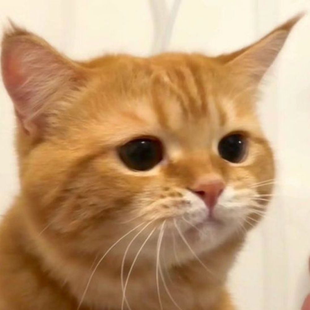 adi
