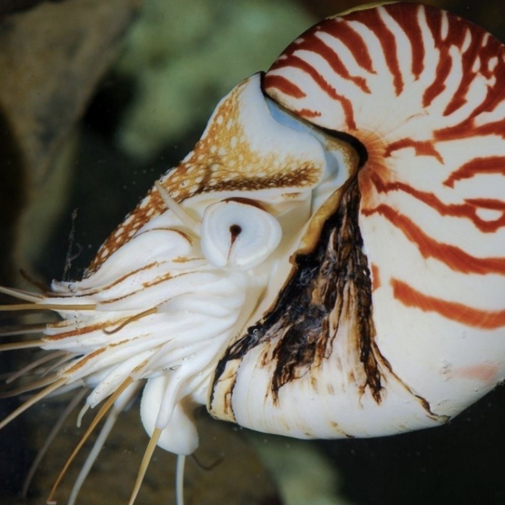 Nautilus