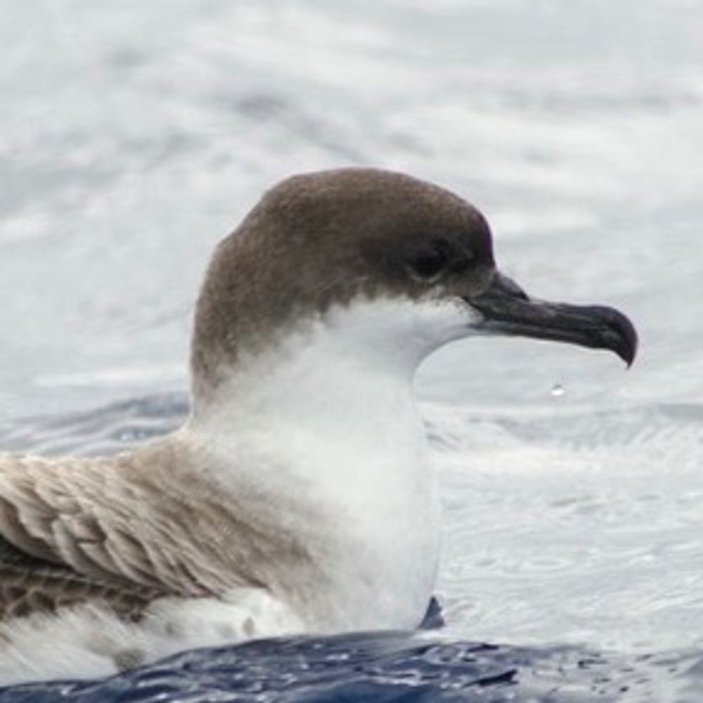 shearwater