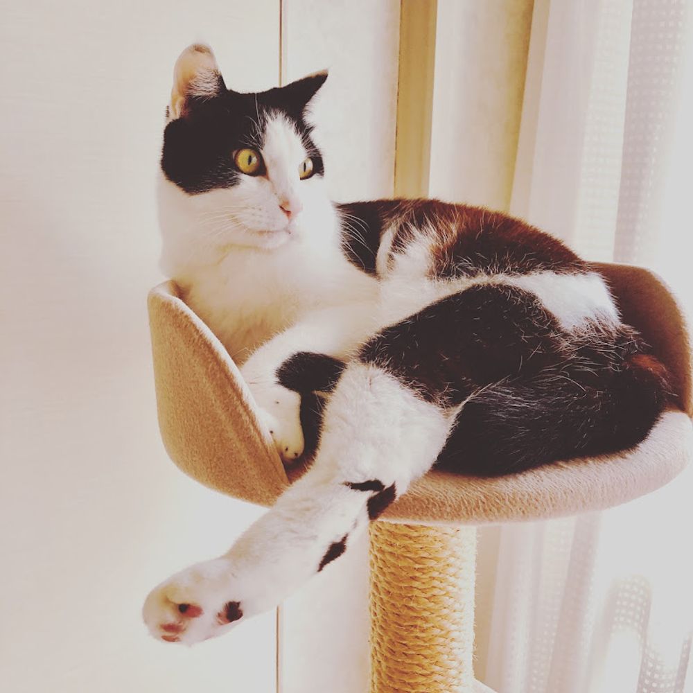 ねこのタケシ