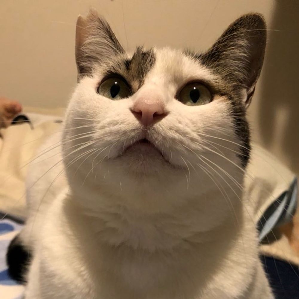 ぐんじょうねこ:D