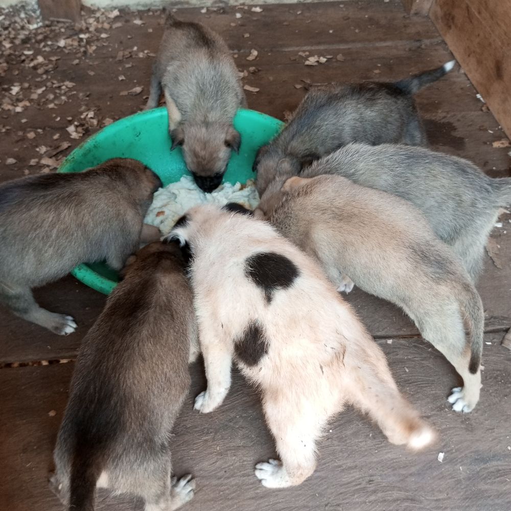 GEOFREY RESCUE CARE 🐾 🐶🐕