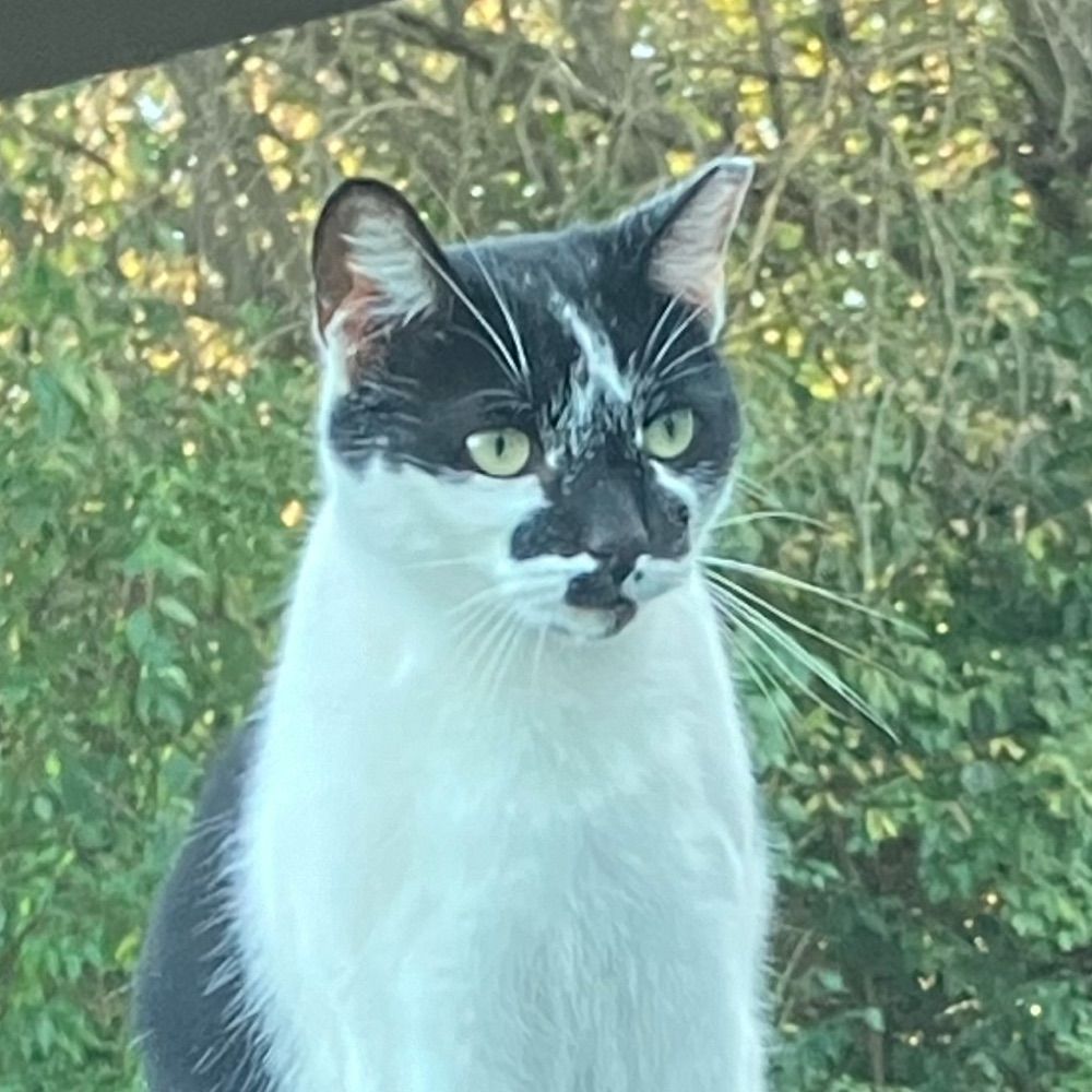 catzombie1.bsky.social