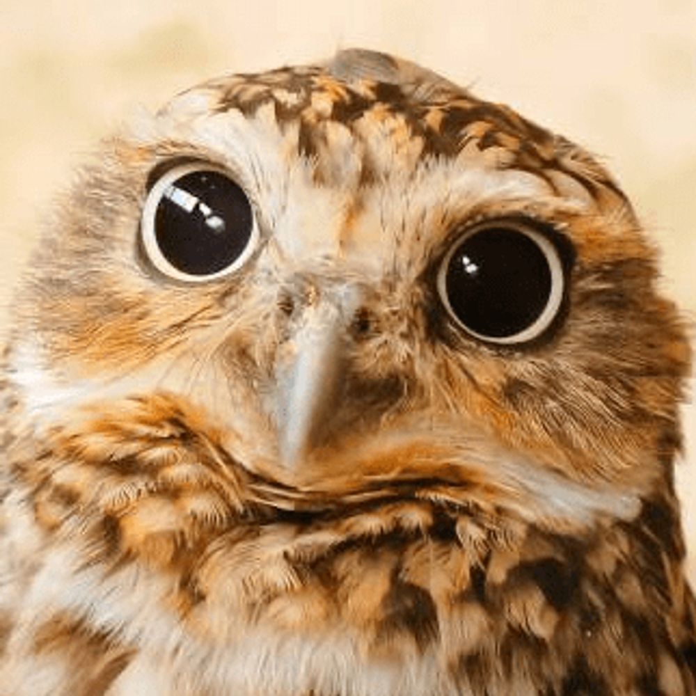 birbkeks