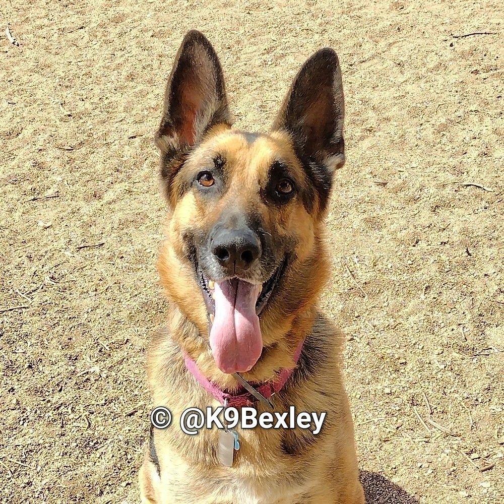 K9 Bexley