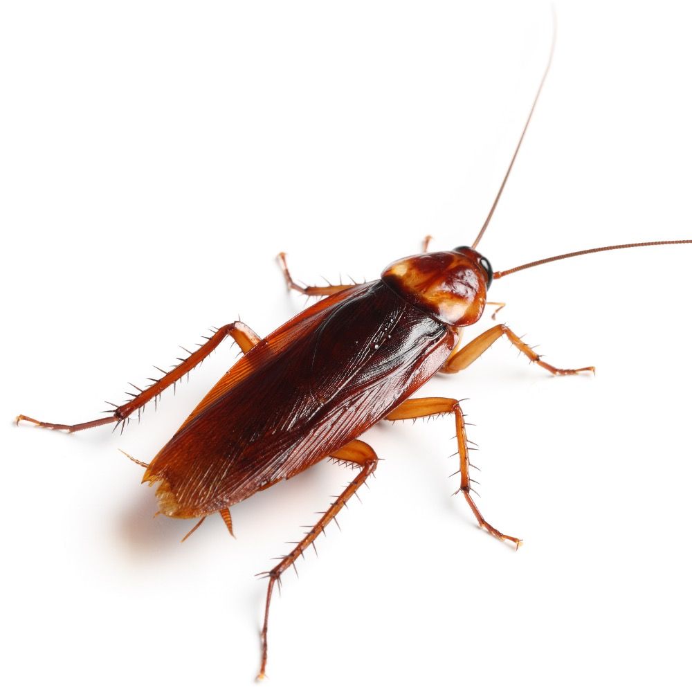 Gregor Samsa Pest Control & Exterminator