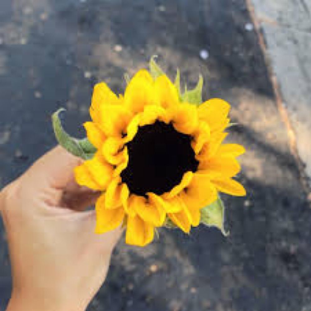 M 🌻