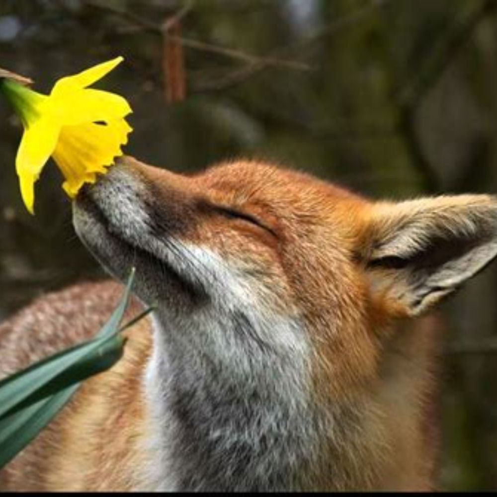 🦊G.-Chr.Heintges🦊🇪🇺SaveThePlanetSystemChange🦊