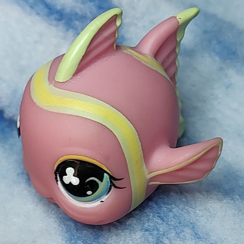 Angelfish 