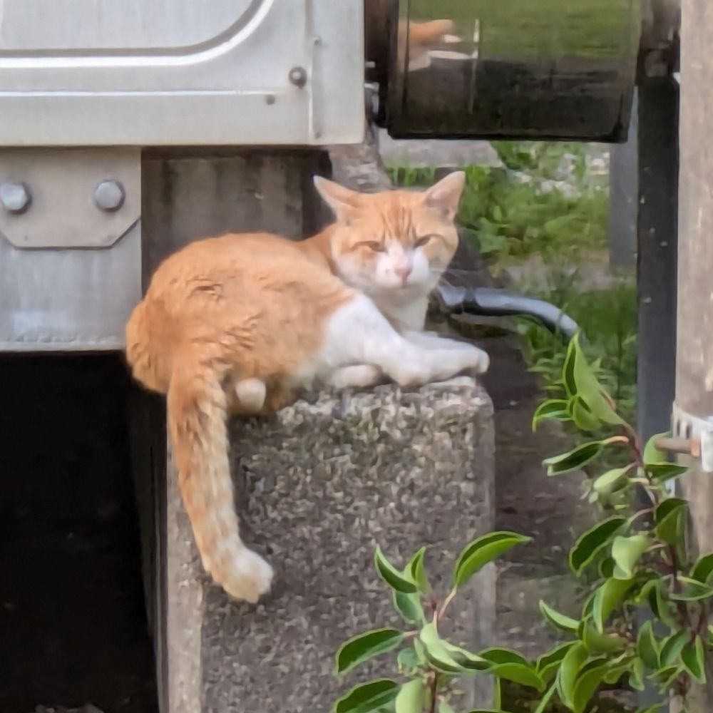 やぬ