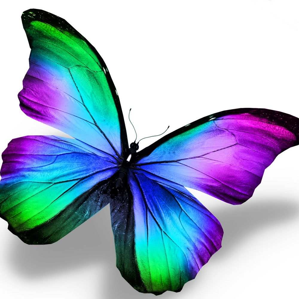 butterfly fluttersby
