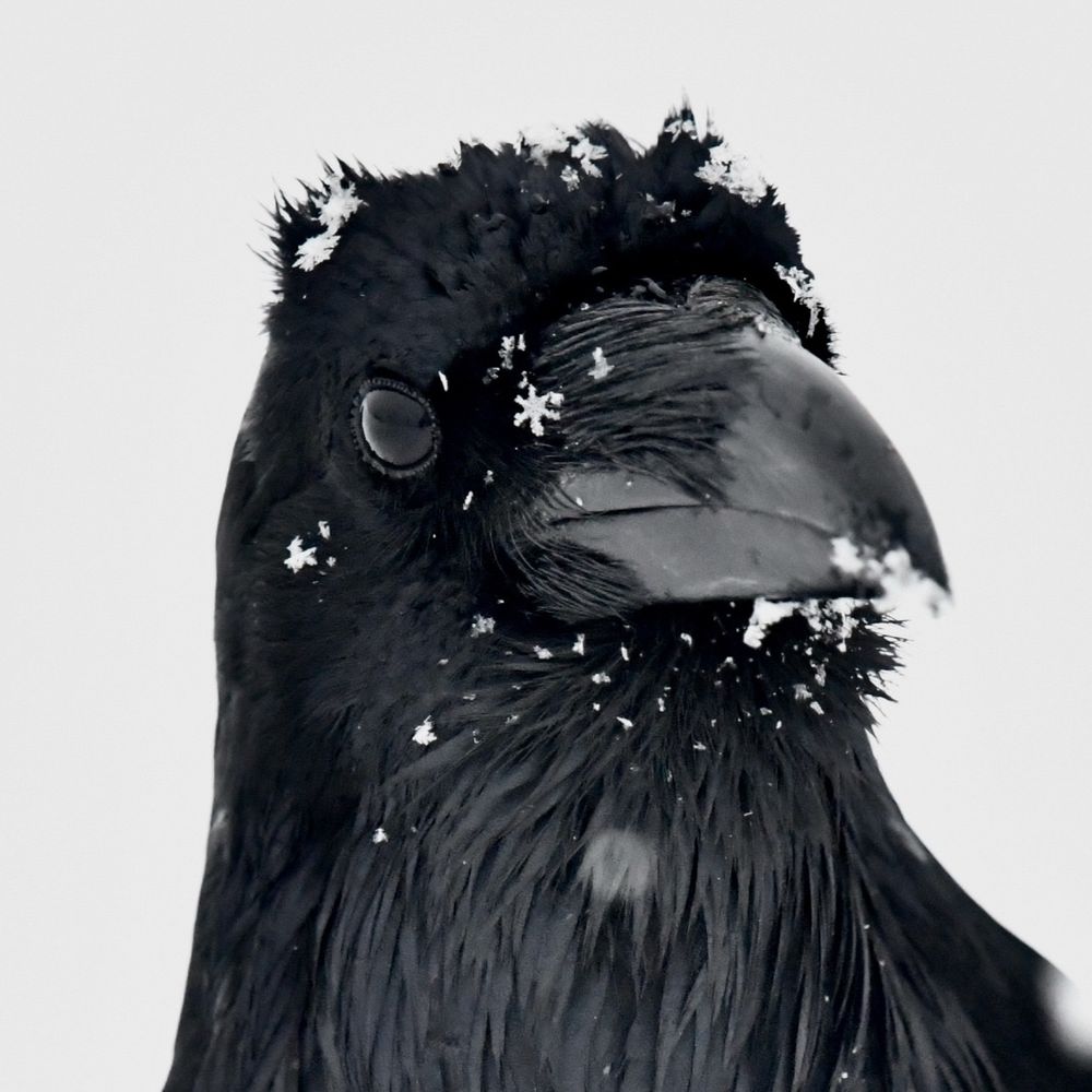 viddef.bsky.social profile picture