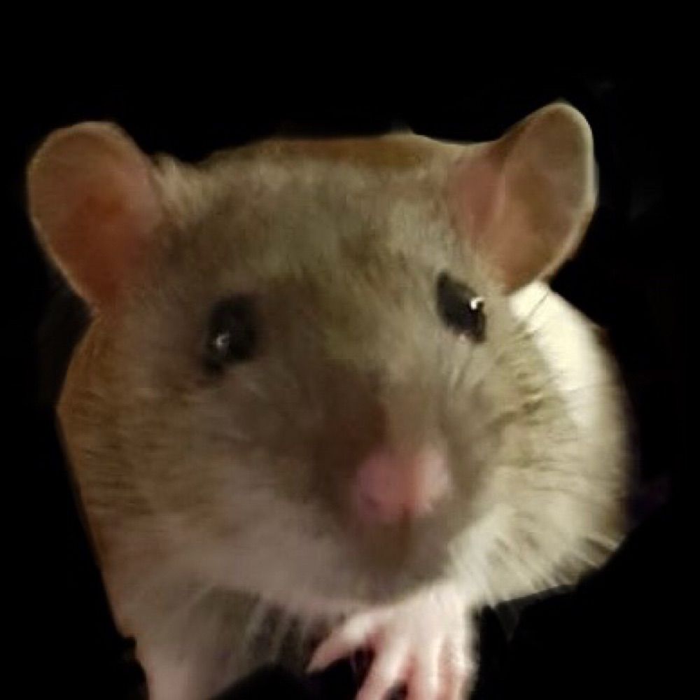 Mousie