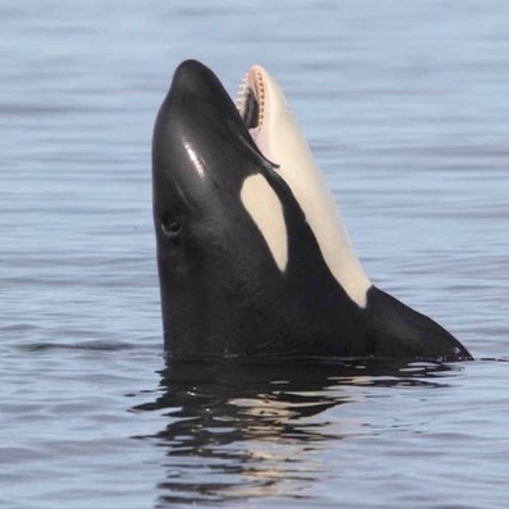 Thewhalewatcher