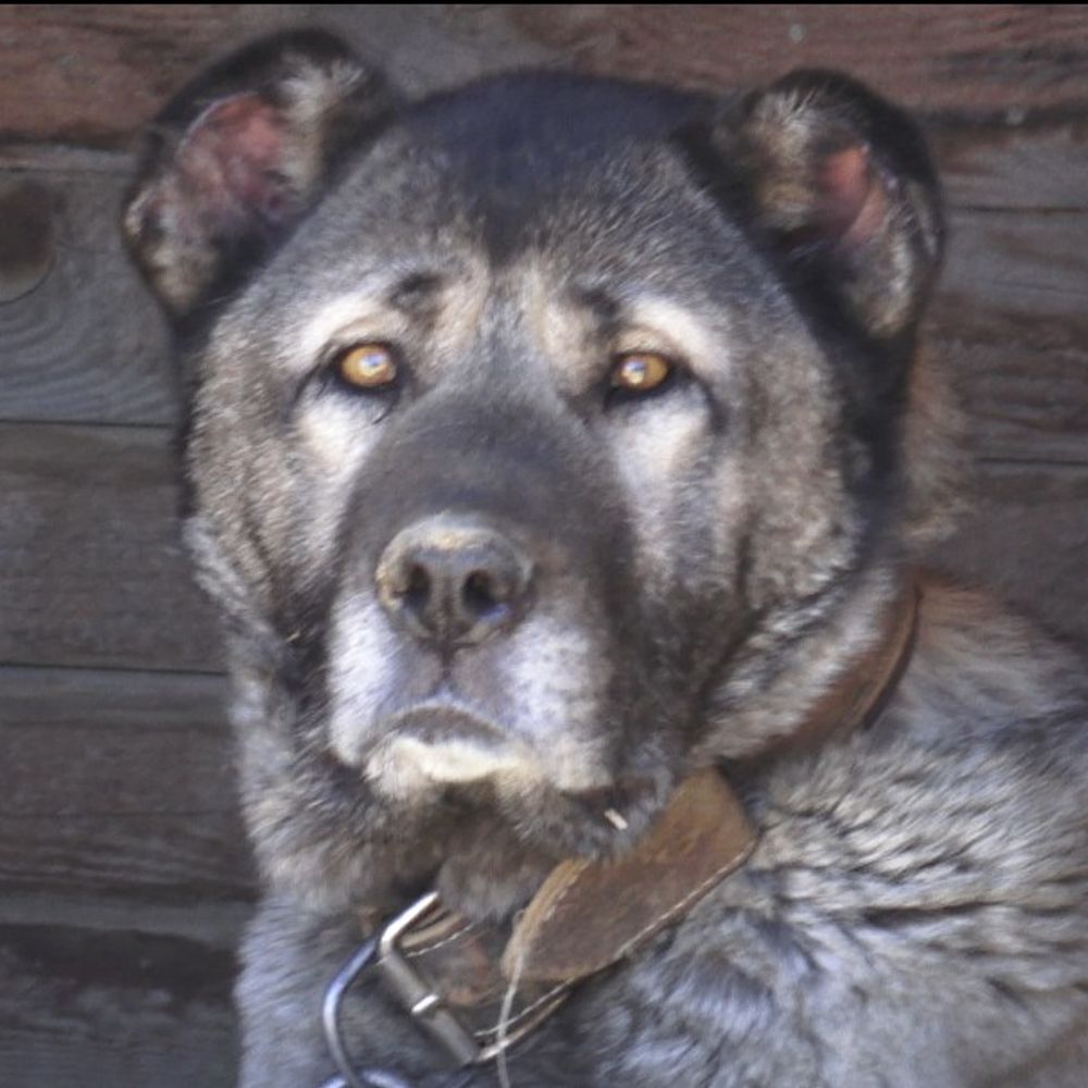 KANGAL DOG