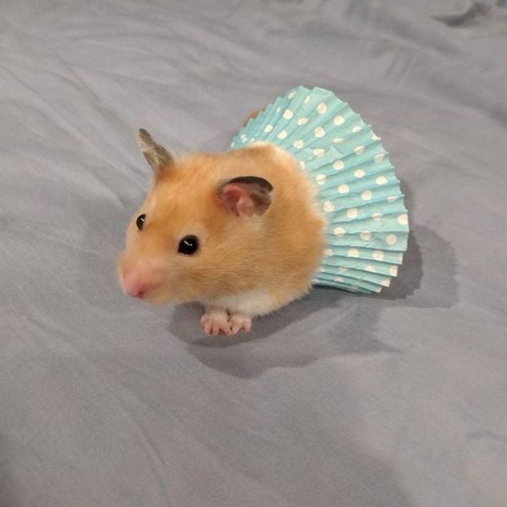 갱햄
