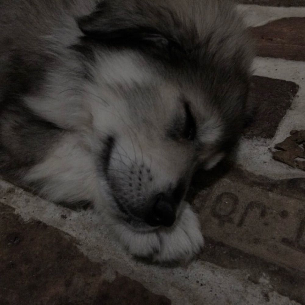 kota