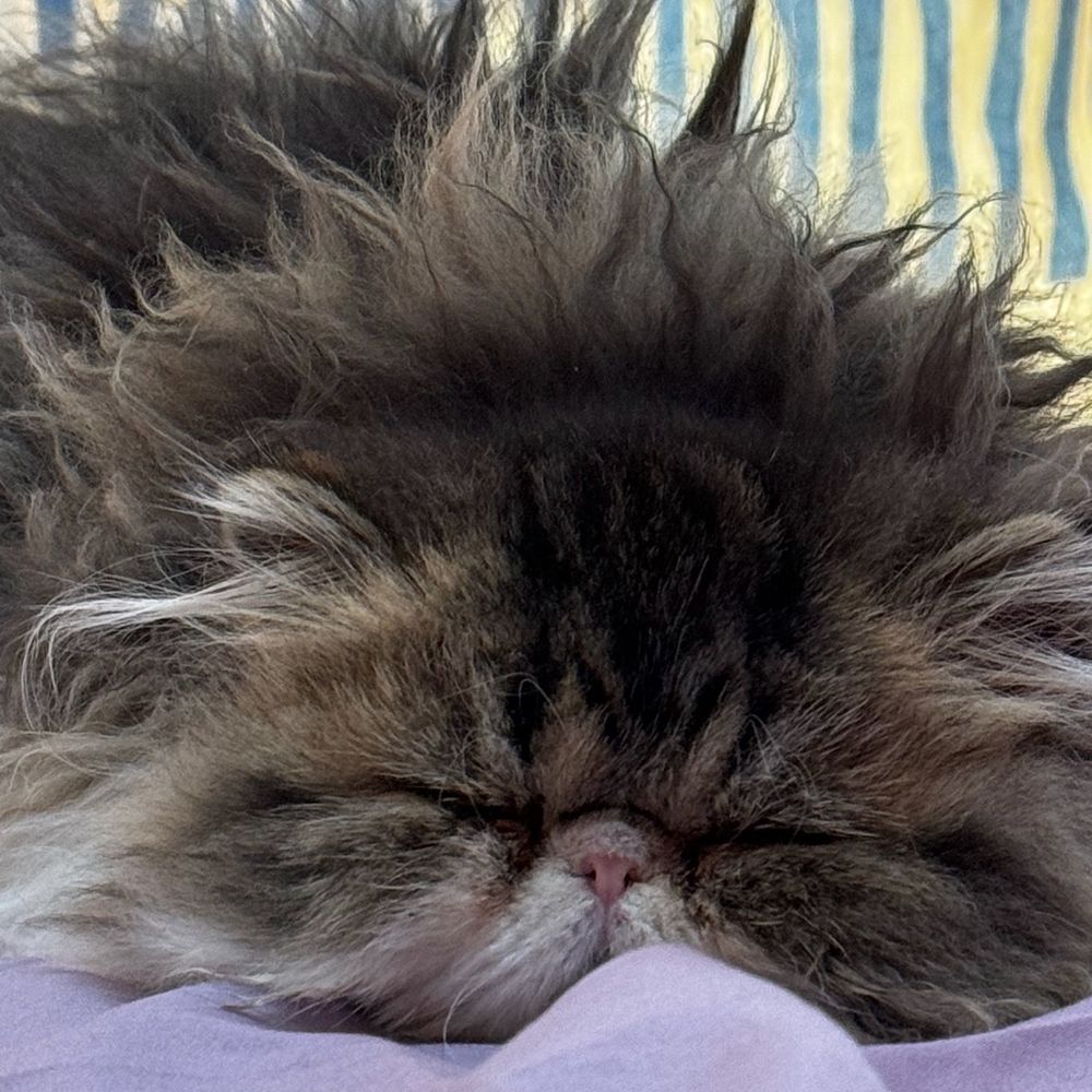 grumpyaf#1