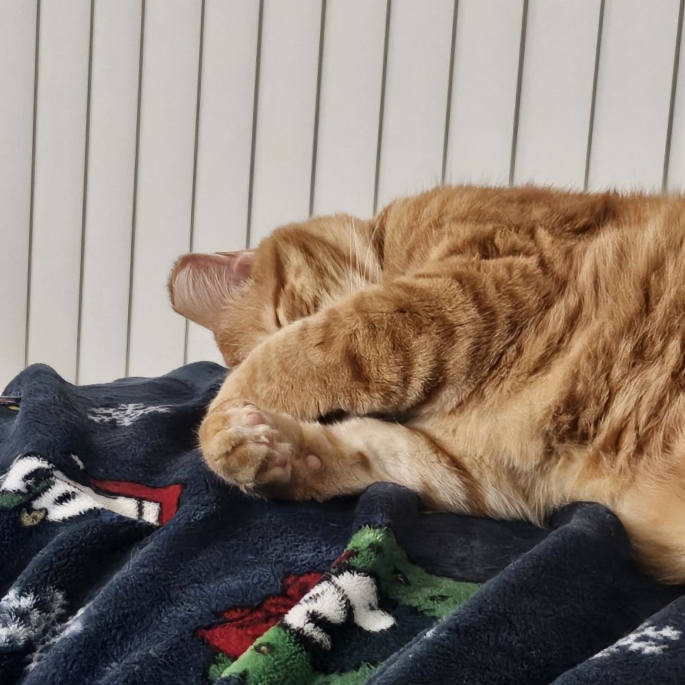TechCat