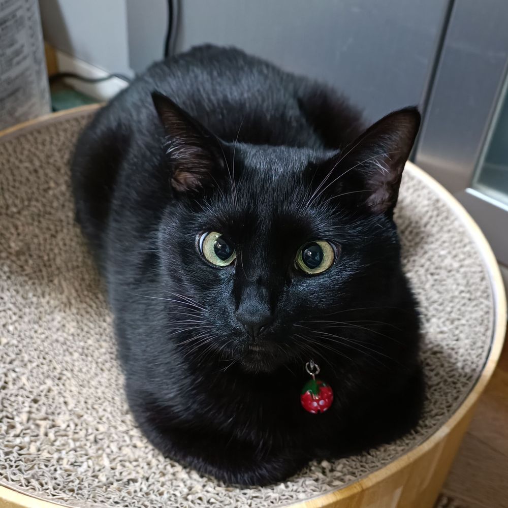 ねこむろ(Twitter dw_nkmr)