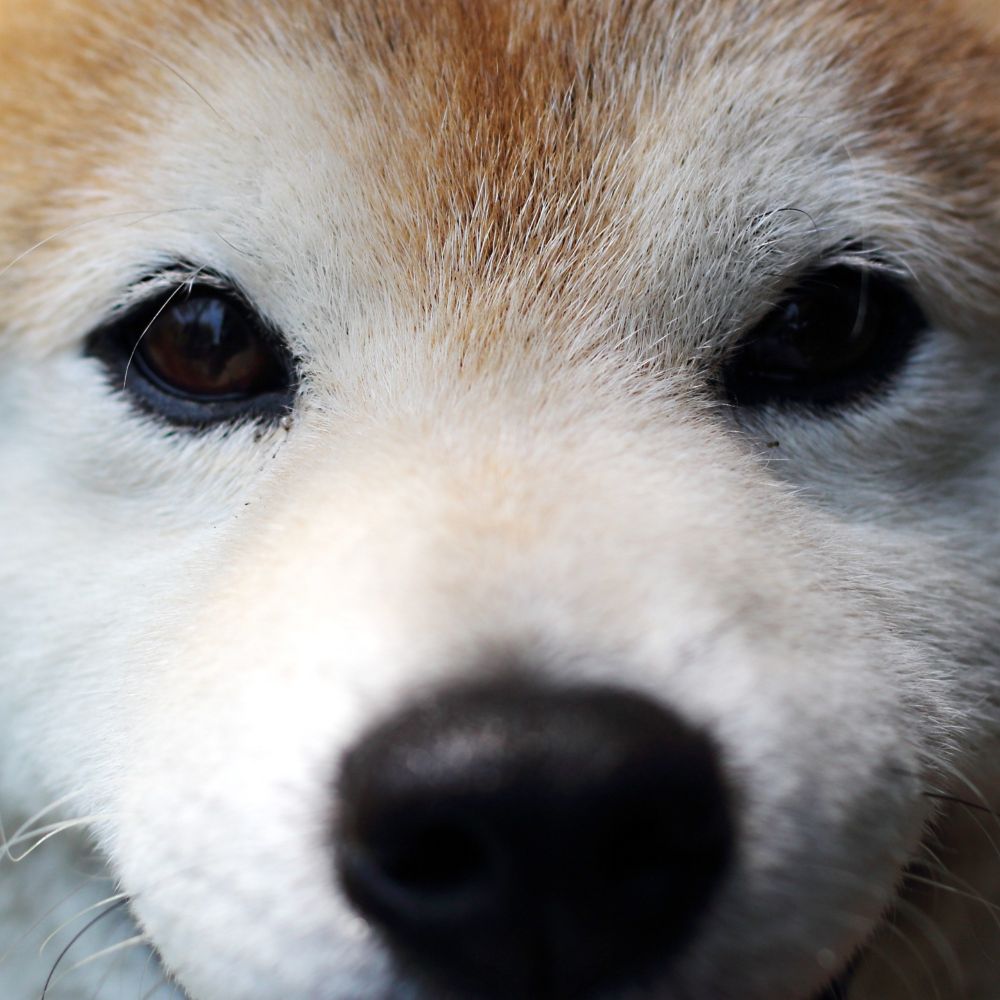あらの