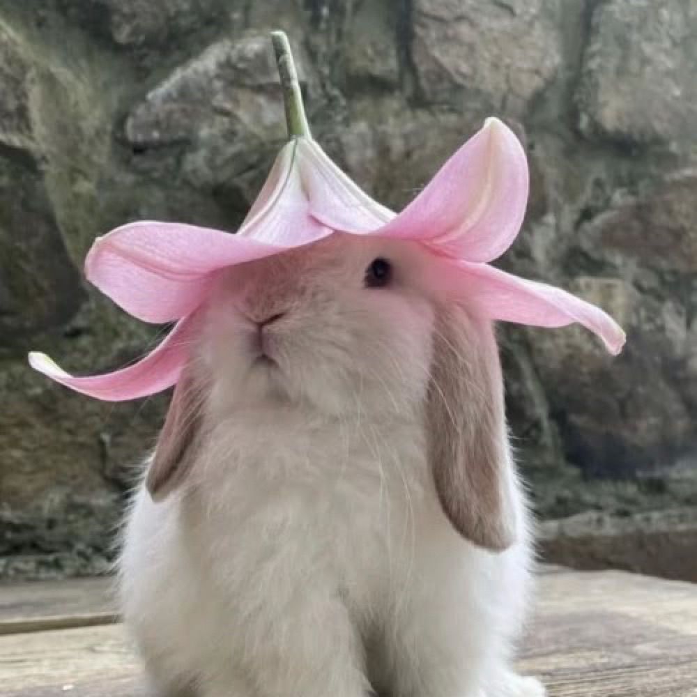 Profile picture dailybunnies.bsky.social