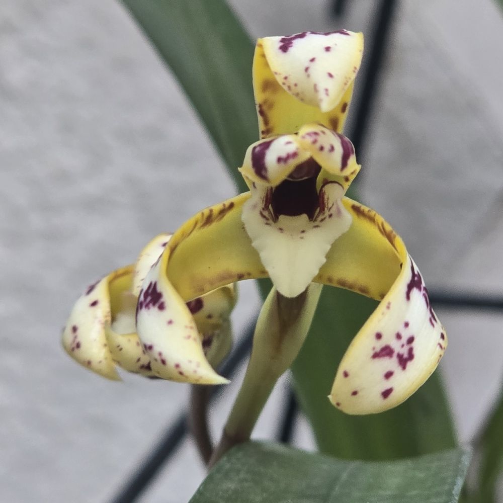 MAXILLARIA FAN BOY
