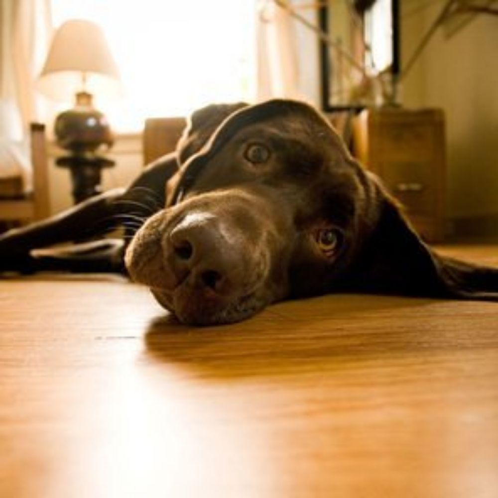 AnimalLover331
