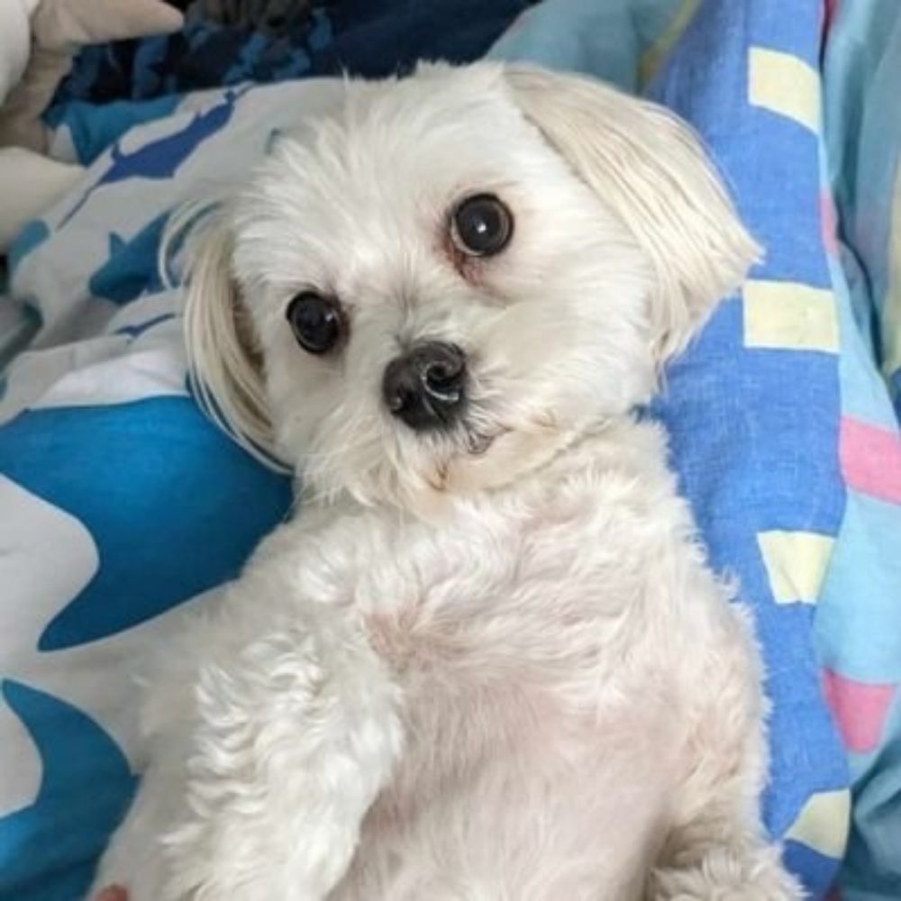 teodor