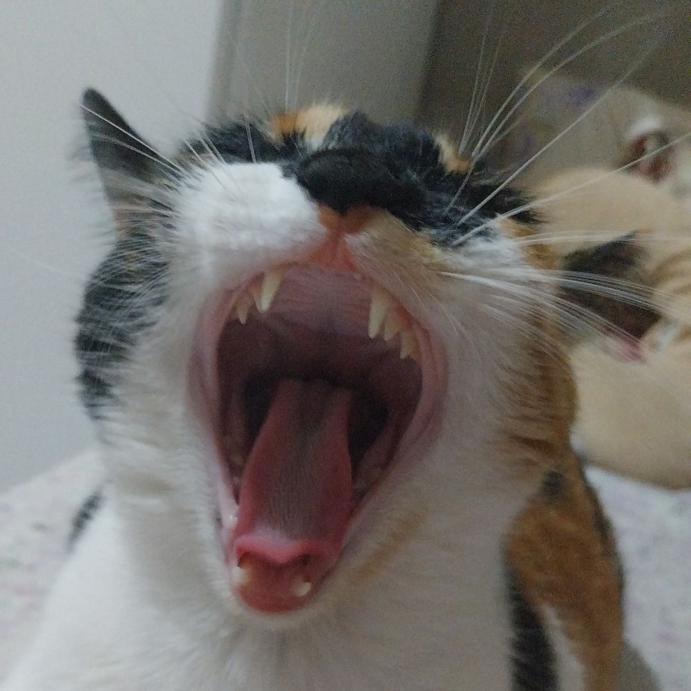 Dudu