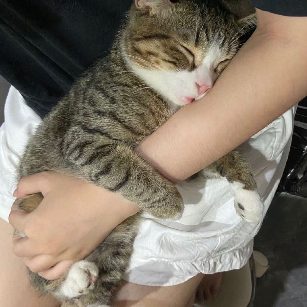 No cats No life