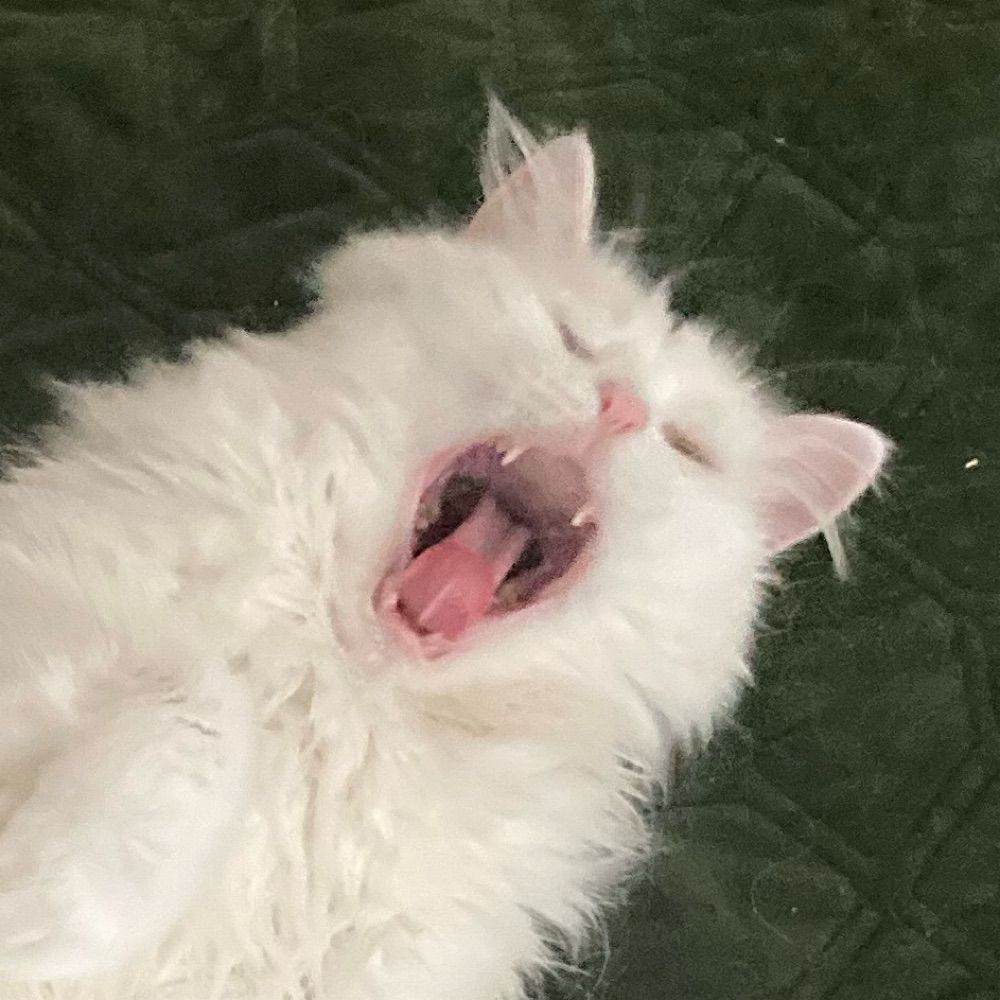 ari